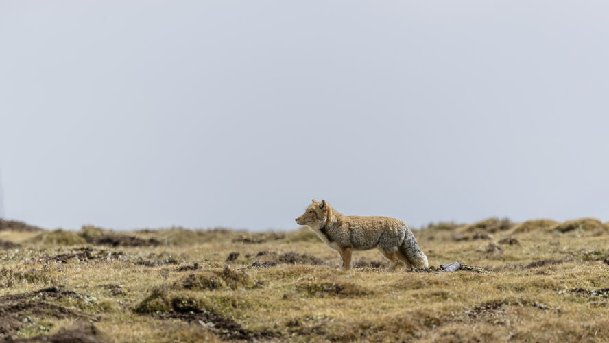 野生动物在干旱的环境中拍摄一只美丽的西藏沙狐栖息地环境哺乳动物