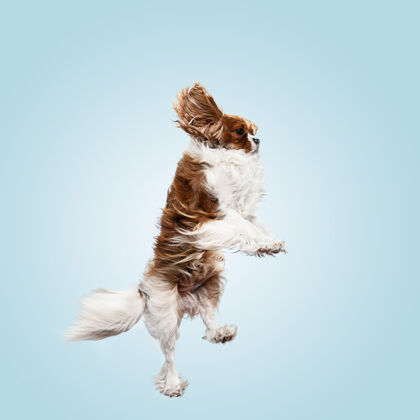 玩耍小猎犬在工作室里玩耍可爱的小狗或宠物在蓝色背景上孤立地跳跃骑士查尔斯国王插入文字或图像的负空间运动概念 动物权利小狗动物梳理