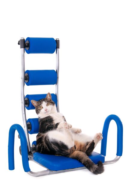 运动一只猫仰卧在腹部训练器上做仰卧起坐的垂直独立镜头设备自然猫