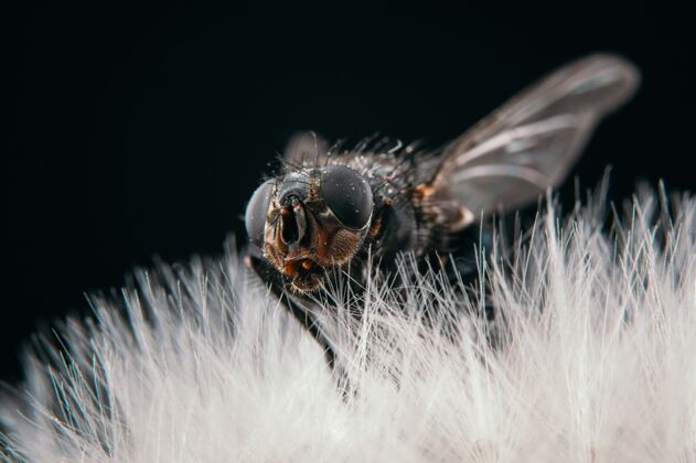 土地特写镜头一只苍蝇坐在一个蒲公英孤立在一个黑色的背景叶夏天天空
