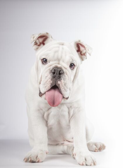 有趣一个有趣的英国斗牛犬小狗坐在白墙上的垂直镜头眼睛漂亮小狗