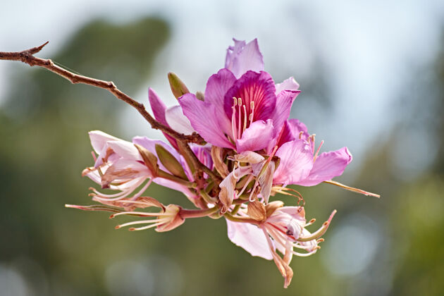花在模糊的背景上的粉红色开花紫荆花特写镜头兰花开花植物