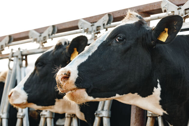 牲畜成年奶牛站在农场的摊位上斑点肉农业
