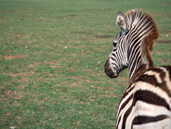 纹理动物园里斑马的特写镜头非洲细节野生