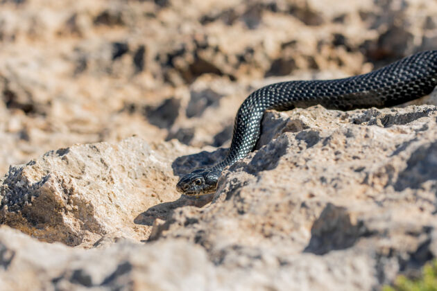 皮肤黑西部鞭蛇 绿背蛇 在马耳他的岩石和干燥的植被上滑行特写地中海毒药