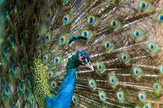 印度美丽的雄孔雀 羽毛张开活力异国情调野生动物
