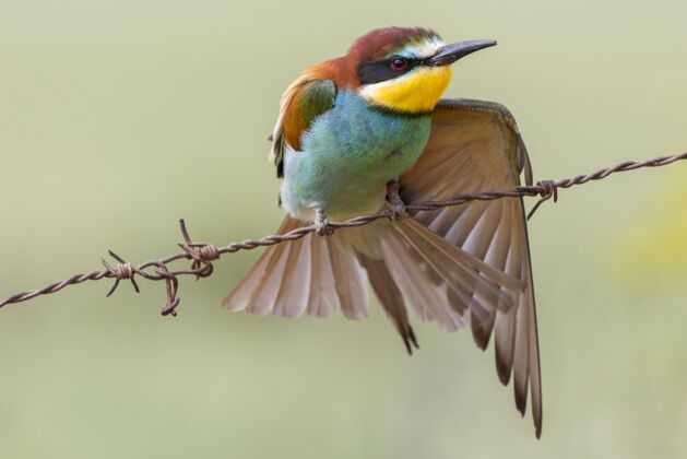 动物美丽的镜头一个五颜六色的食蜂人栖息在电线上鸟类喙翅膀