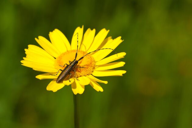 细节一只长着触角的甲虫软聚焦在田野里一朵鲜艳的黄色花朵上天线苍蝇动物