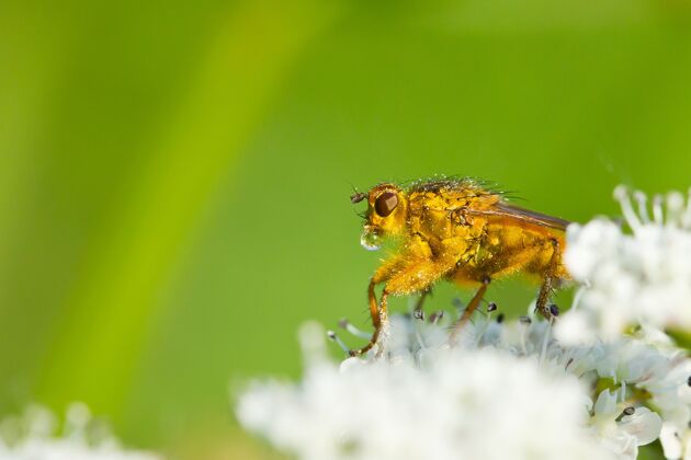 动物宏观特写镜头金粪苍蝇与水露珠对它的嘴栖息在白色的花朵自然茎苍蝇