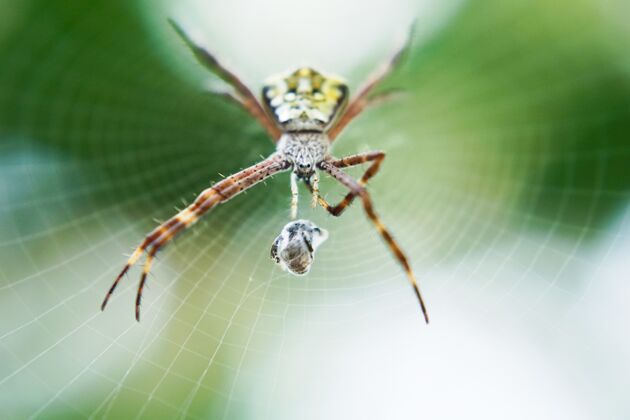 颜色蜘蛛网的宏镜头花园小草