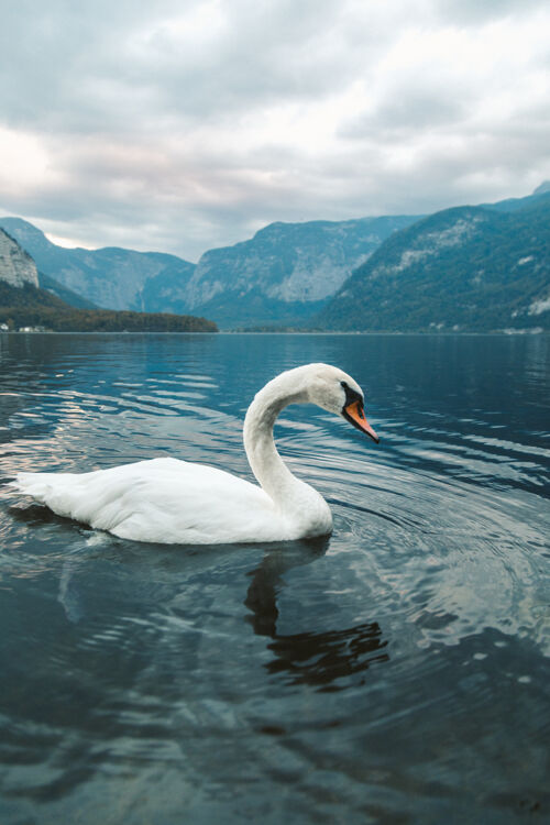 寒冷奥地利哈尔施塔特 一只白天鹅在湖中游泳的垂直镜头白天奥垂直