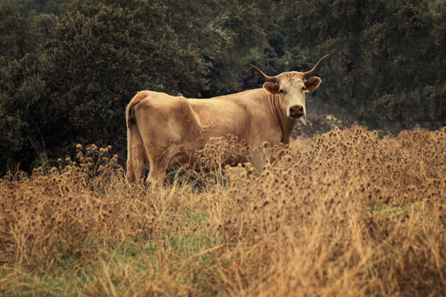 草牛在牧场上吃草农业自然牛