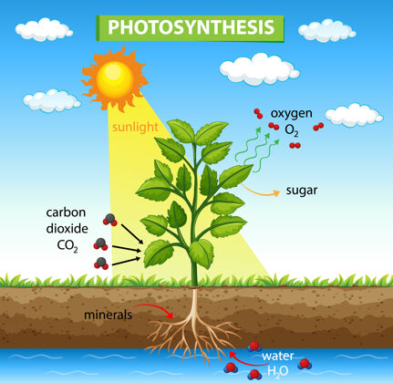 图表植物光合作用过程示意图生命树木环境