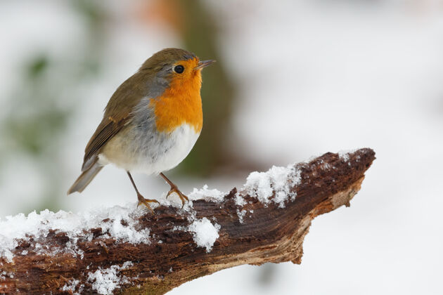 水平特写镜头罗宾鸟栖息在树枝覆盖着雪狩猎雪树枝
