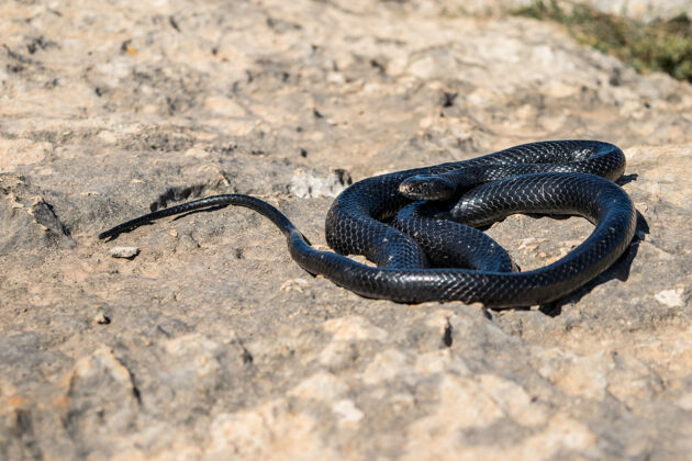 眼睛黑西部鞭蛇 hierophisviridivalus 在马耳他的岩石悬崖上晒太阳鳞片蛇马耳他