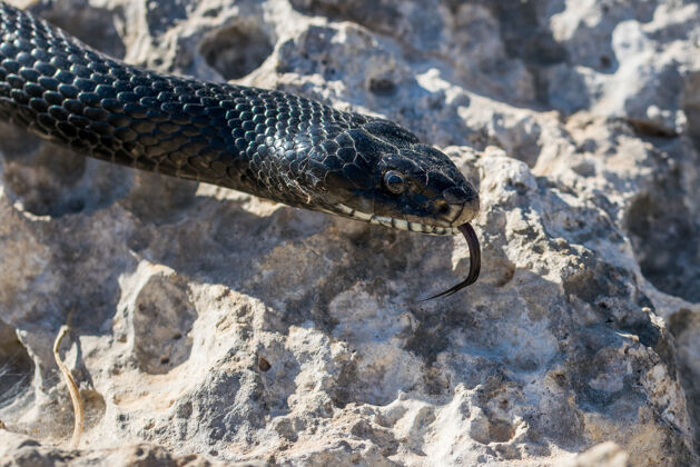 动物马耳他一条成年黑色西部鞭蛇的头部特写镜头马耳他野生爬行动物