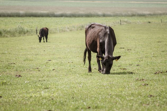 早晨早上几头黑牛在大草原上放养乡村农业背景