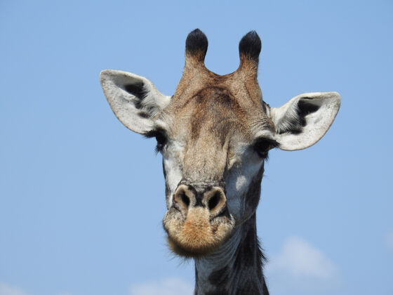 公园南非蓝天背景长颈鹿头特写镜头长颈鹿野生动物园南