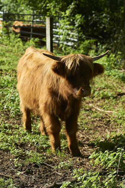 动物垂直拍摄的可爱和蓬松的高地小牛在农场牛绿色苏格兰