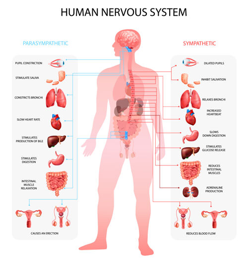 零件人体神经系统交感神经-副交感神经信息图表与器官描绘和解剖术语教育现实信息海报神经