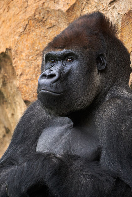 自然阳光下公园里一只大猩猩倚在岩石上的画像濒危动物巨大