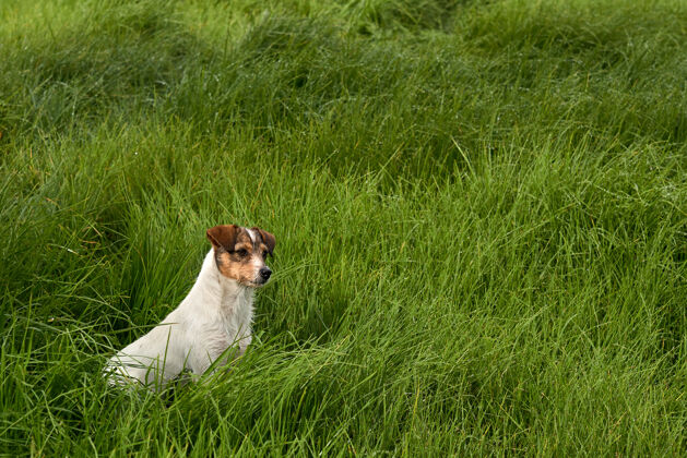 肖像一只可爱的白狗在绿草上的美丽景色动物狗美丽