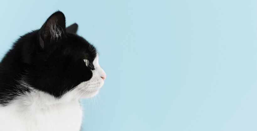 复制空间可爱的黑白相间的小猫 身后有一面单色的墙皮毛姿势猫