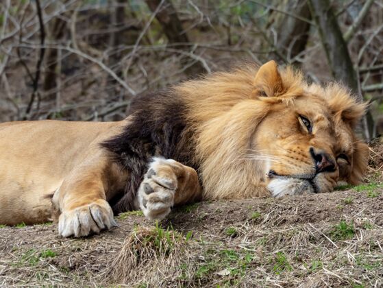 森林一只狮子躺在草地上的特写镜头 背景是树林野生哺乳动物木材