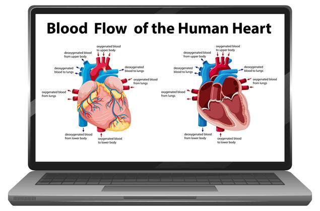 生活人体心脏血流图在笔记本电脑屏幕上隔离学习症状血液
