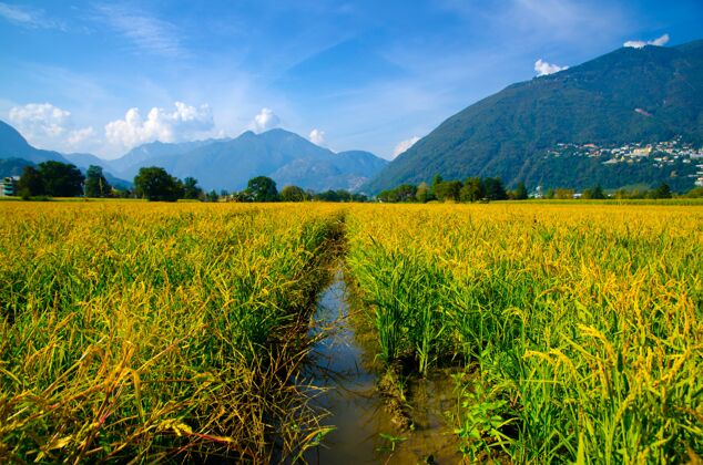 高山瑞士提契诺山脉稻田的美丽照片农村风景道路
