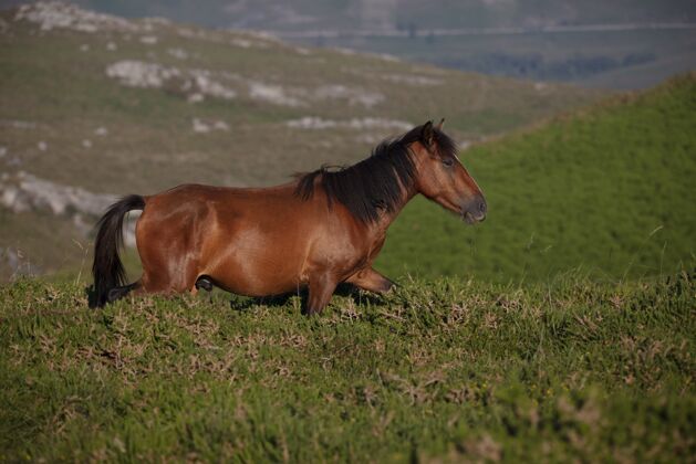 日落惊心动魄的选择性聚焦拍摄的野生棕色马在加利西亚 西班牙领域运行马马鬃毛