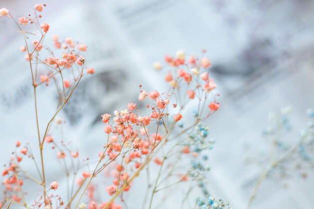房子报纸表面的干花 选择性聚焦 春意盎然浪漫乡村粉彩