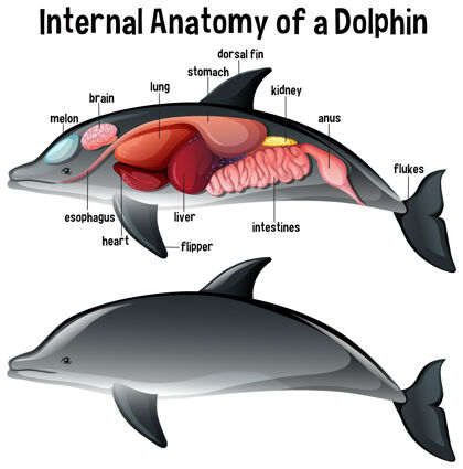 细胞海豚的内部解剖生理学大脑教育