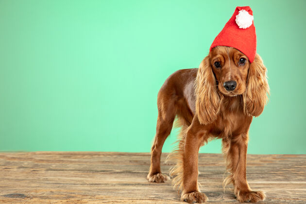 狗圣诞礼物英国可卡犬小狗摆姿势蓬松姿势玩