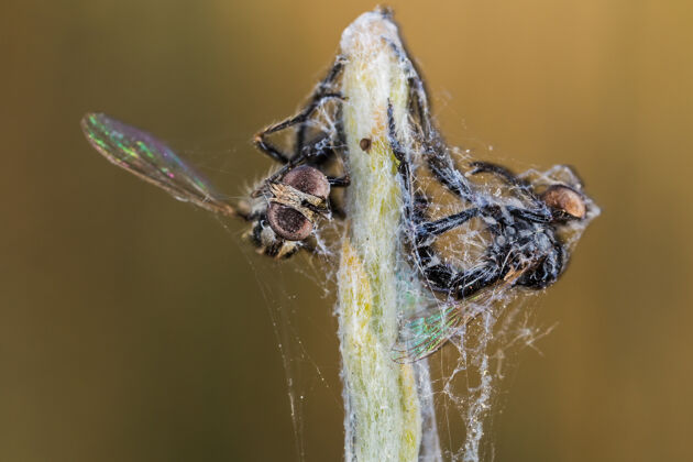节肢动物被蜘蛛网困住的昆虫的浅焦镜头昆虫动物群生物