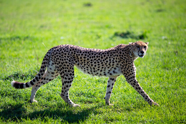 草地优雅的猎豹在草地上行走优雅捕食者草原