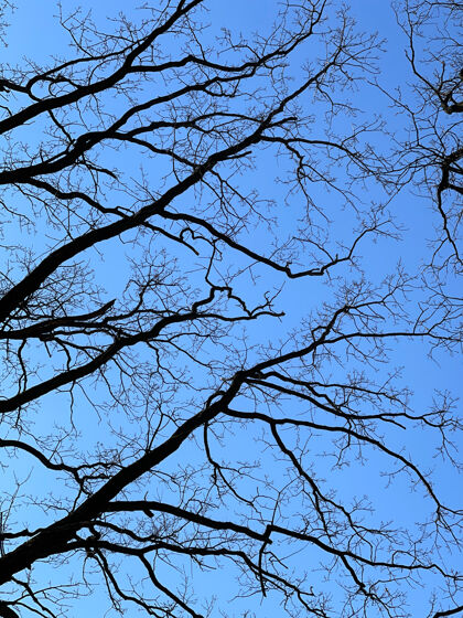 平春天光秃秃的树映衬着湛蓝的天空底景光景秋