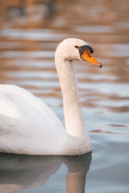 静音阳光下池塘里一只沉默的天鹅的垂直镜头游泳羽毛天鹅