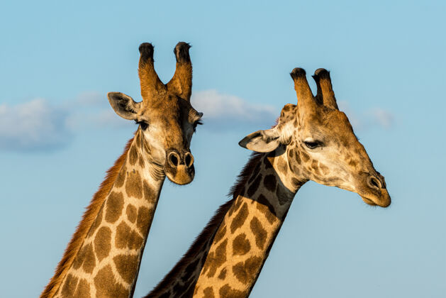 长南非克鲁格np日落时两只雄性长颈鹿国家公园柔软哺乳动物
