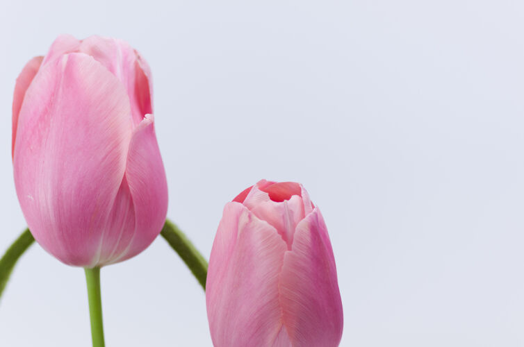季节白色背景上美丽的粉红色郁金香特写镜头自然白天植物