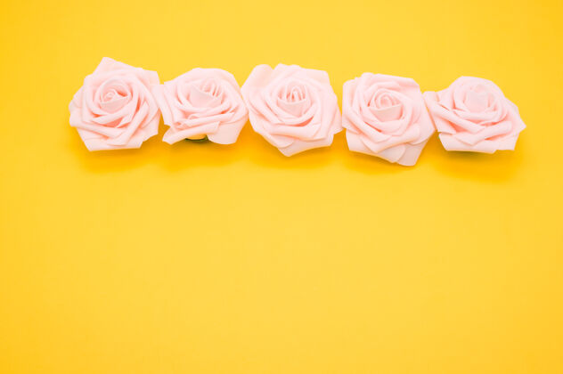花一排粉红色玫瑰的特写镜头 隔离在黄色背景上 留有复制空间粉色花花