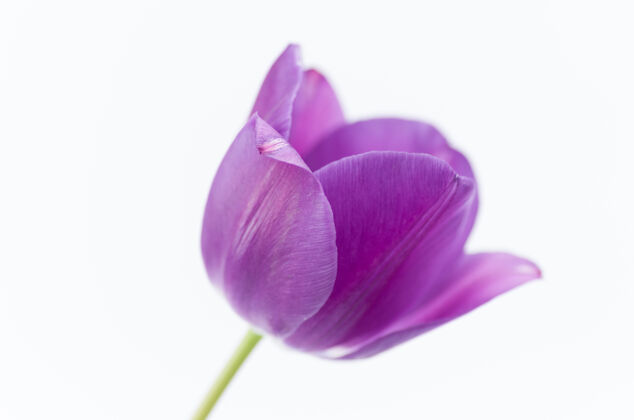花瓣一个粉红色郁金香花的特写隔离在白色背景与空间为您的文字郁金香花开花