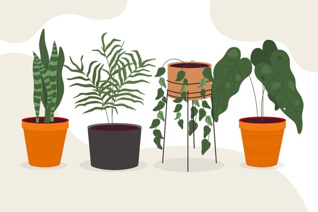 室内植物收集有机平面室内植物系列室内植物包装平面设计