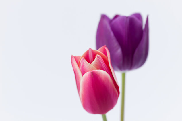 空白两个彩色郁金香花的特写隔离在白色背景与空间为您的文字茎花瓣花