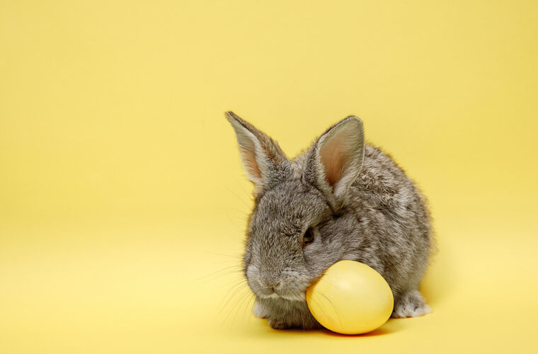 绿色在黄色背景上画彩蛋的复活节兔子复活节 动物 春天 庆祝和节日的概念节日柔软兔子