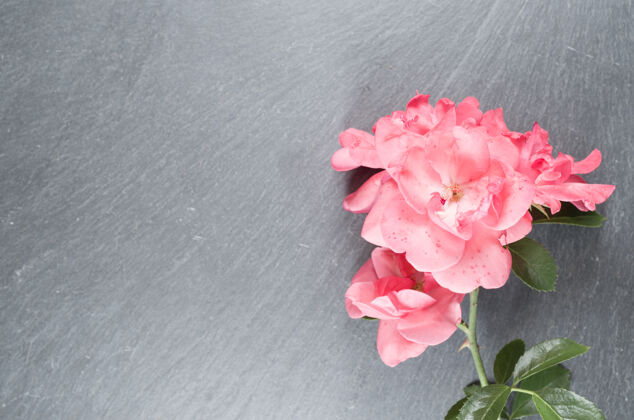 花高角度拍摄的粉红玫瑰在粗糙的表面叶玫瑰粉红