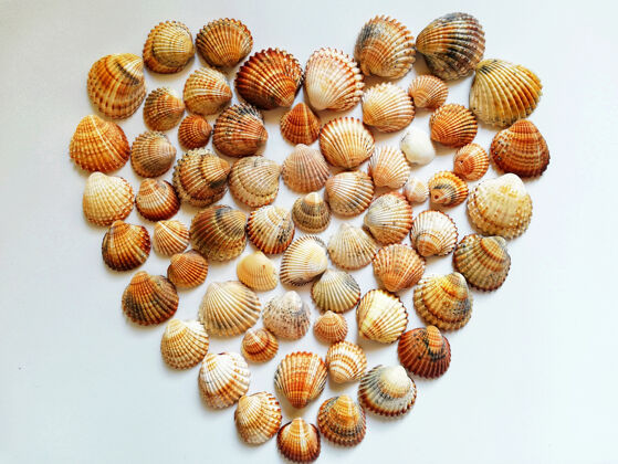 大海用贝壳做成的心形特写礼物心形状