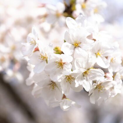 花日本桃树白天开花桃花美丽春天