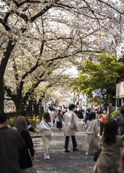 花桃树在日本开花美丽嫩枝桃花