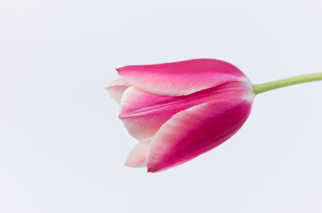 茎一个粉红色郁金香花的特写隔离在白色背景与空间为您的文字花开花天